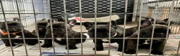 French Bulldog dogs for sale: French Bulldog puppies in Redditch - Advert 3
