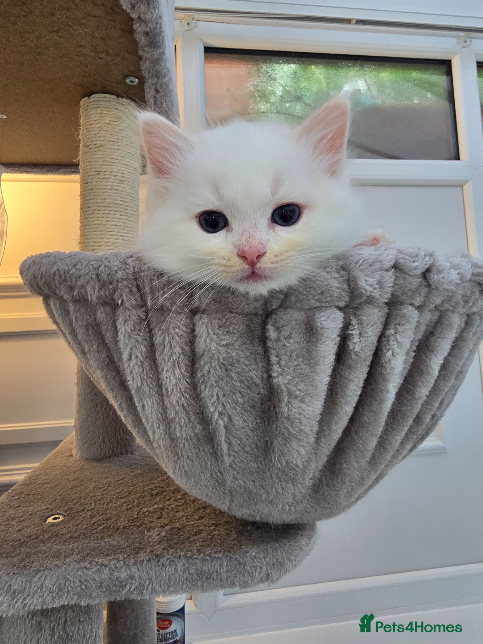 Ragdoll cats Stunning European bloodline kittens - Advert 10