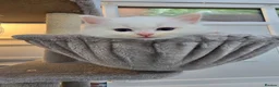 Ragdoll cats for sale: Stunning European bloodline kittens - Advert 7