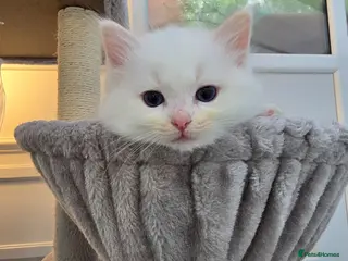 Ragdoll cats Stunning European bloodline kittens - Advert 10