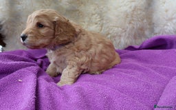 Cockapoo dogs for sale: 5*LICENSED BREEDER WATCH LIVE HEALTH TESTED PARENT - Image 4