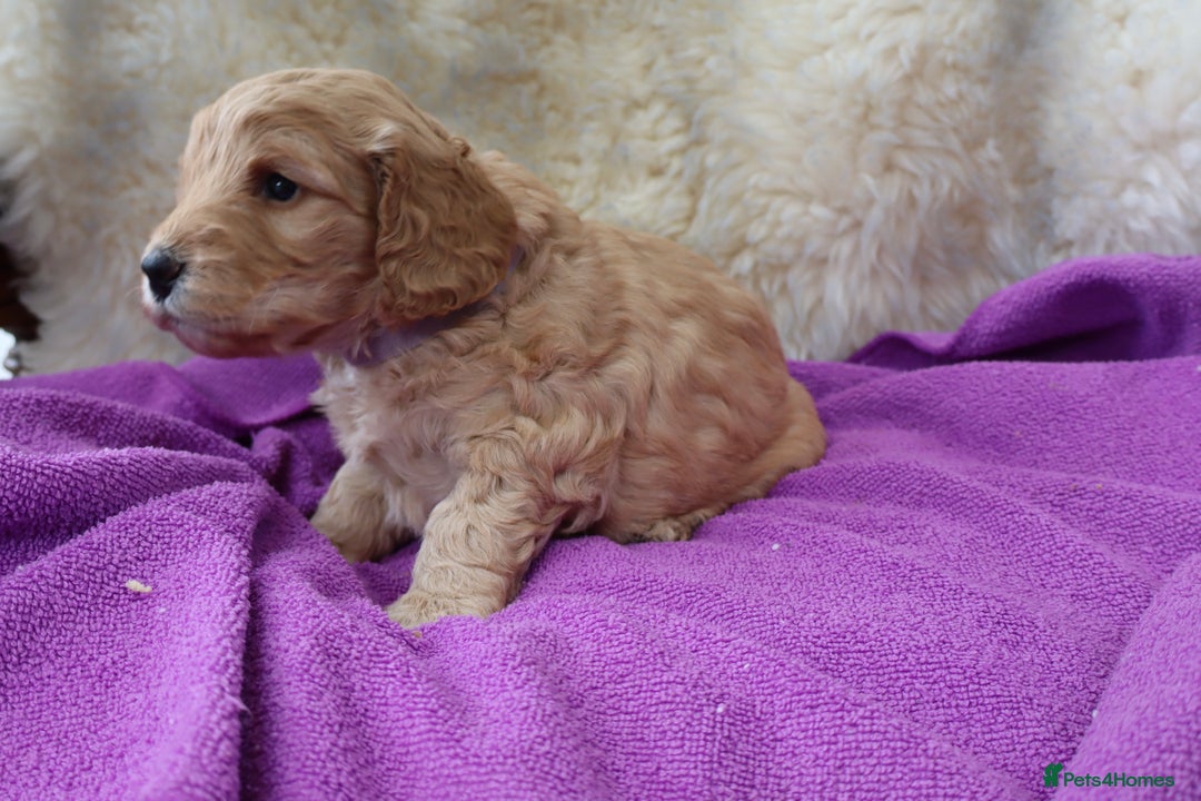 Cockapoo dogs for sale: 5*LICENSED BREEDER WATCH LIVE HEALTH TESTED PARENT - Image 4