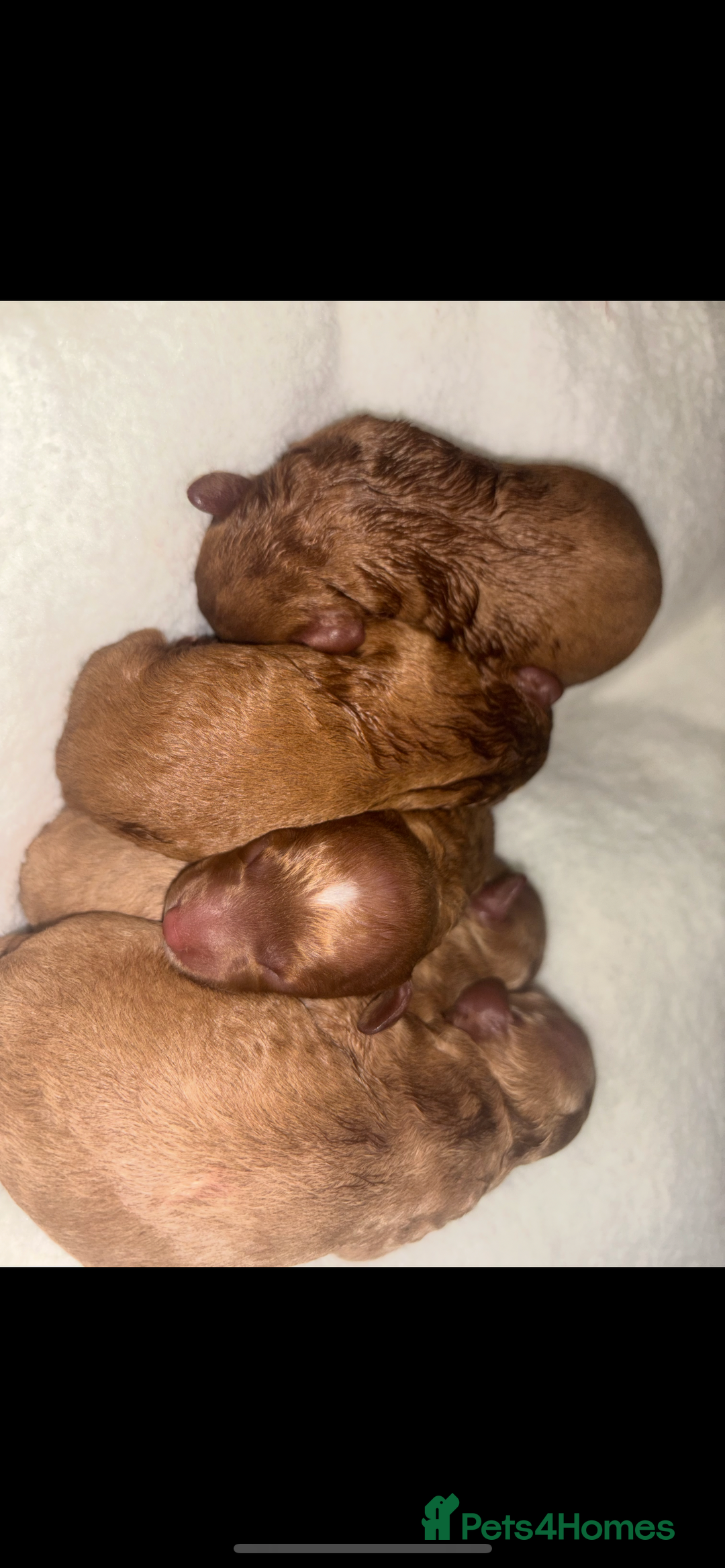 Poochon dogs for sale: Gorgeous litter of F1BB Poochons  - Image 4