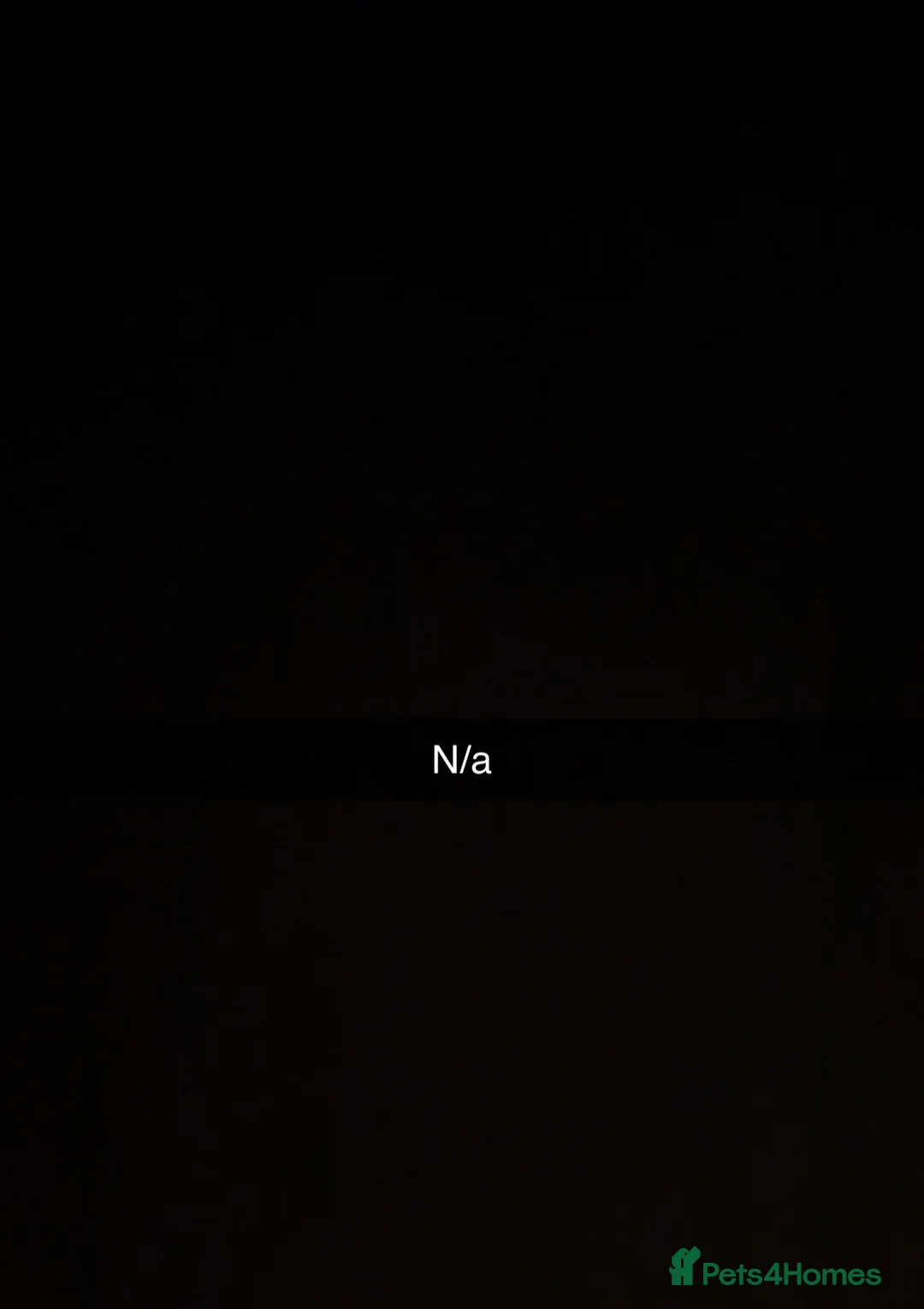 German Shepherd dogs for sale: German shepherd puppy in Gosport - Advert 2