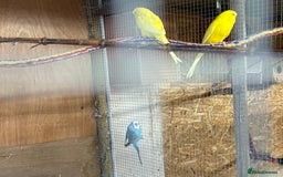 Budgerigars birds for sale: Budgies for sale  - Image 4