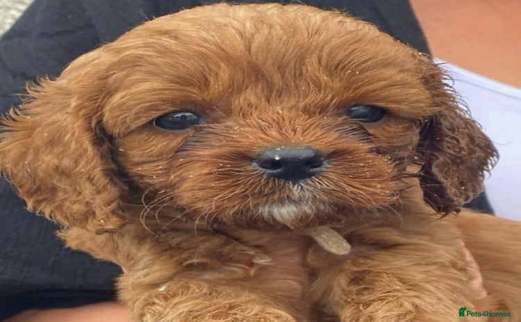 Cavapoo dogs in Saint Helens - Advert 7