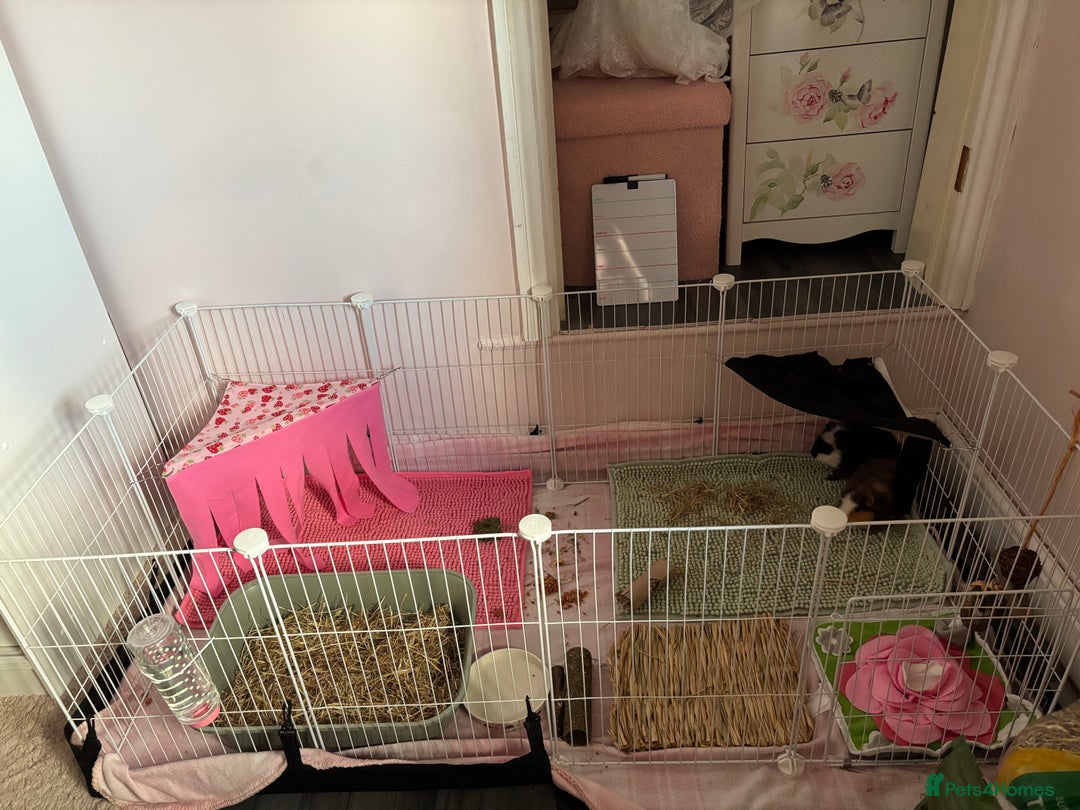 Guinea Pig rodents for sale: 2 Male Teddy Guinea Pigs - Image 2