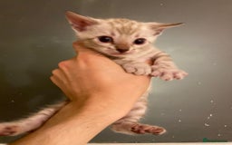 Bengal cats for sale: 🔥✨ Pedigree TICA-Registered Bengal Kittens - Image 24