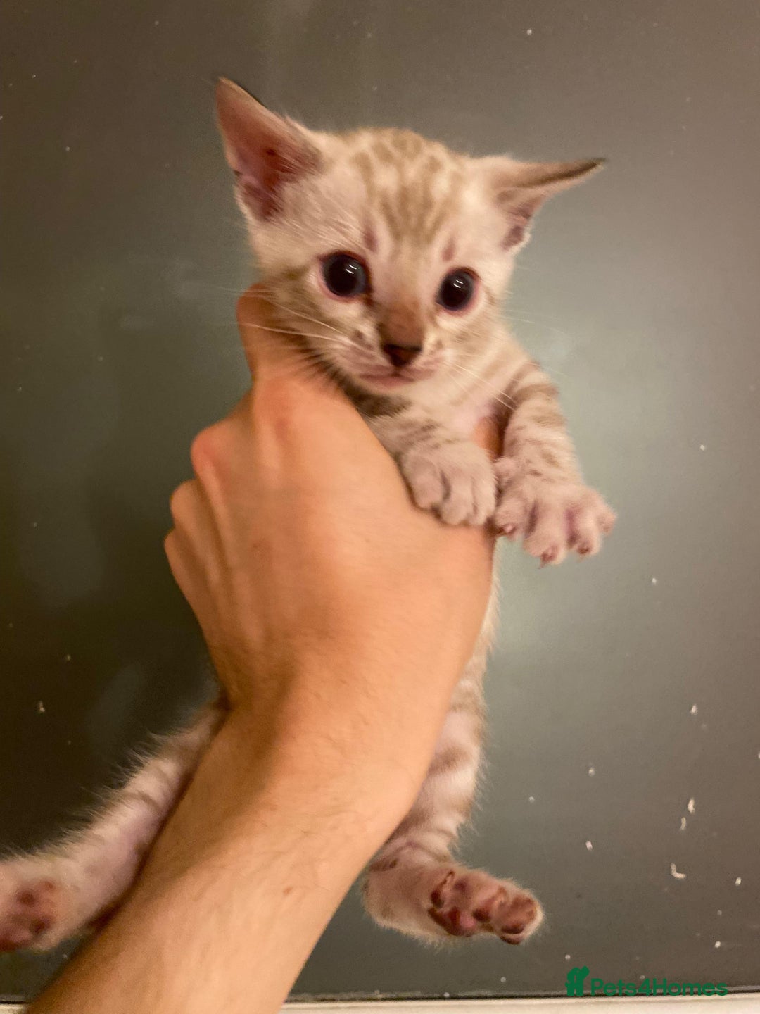 Bengal cats for sale: 🔥✨ Pedigree TICA-Registered Bengal Kittens - Image 24