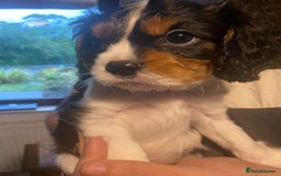 Cavalier King Charles Spaniel dogs for sale: Cavalier King Charles Spaniel Puppies - Image 4