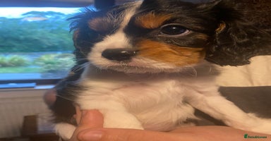 Cavalier King Charles Spaniel dogs - Advert 8