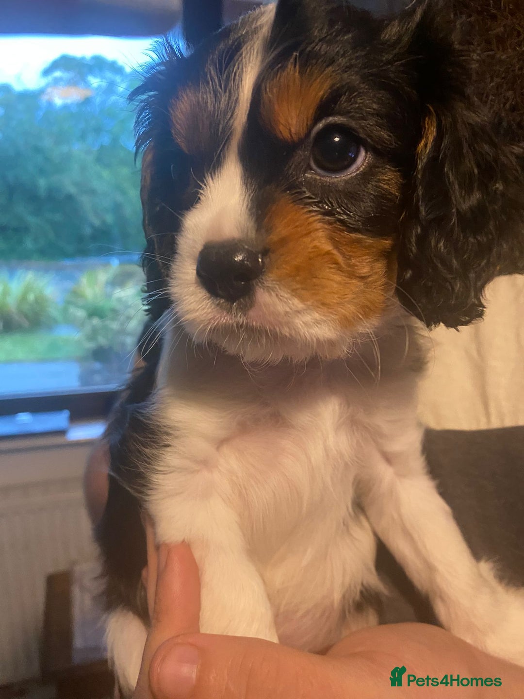 Cavalier King Charles Spaniel dogs for sale: Cavalier King Charles Spaniel Puppies - Image 4