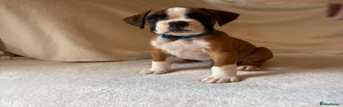 Boxer Puppy 1