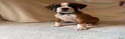 Boxer dogs for sale: *** 22 Championships between parents *** in Newbury - Advert 6