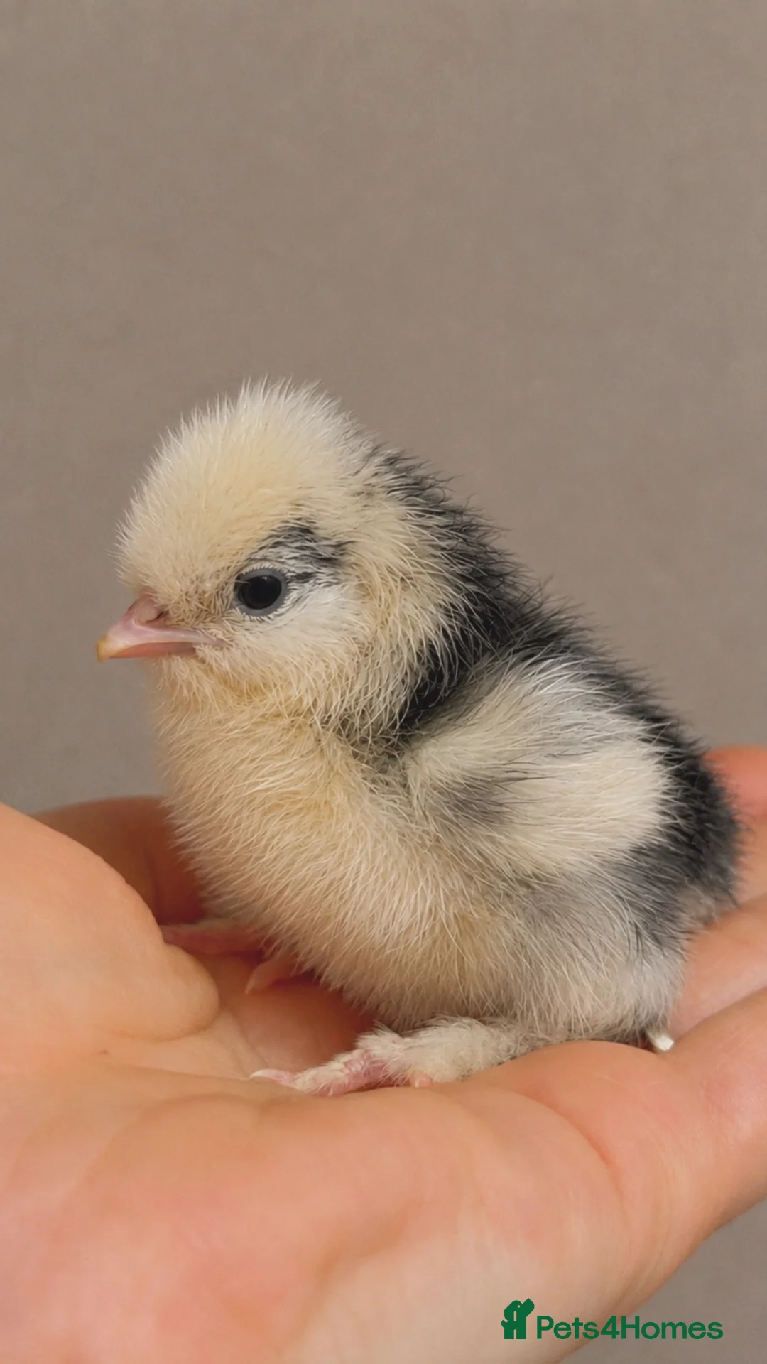 Chickens poultry for sale: Day old silkies  - Advert 2