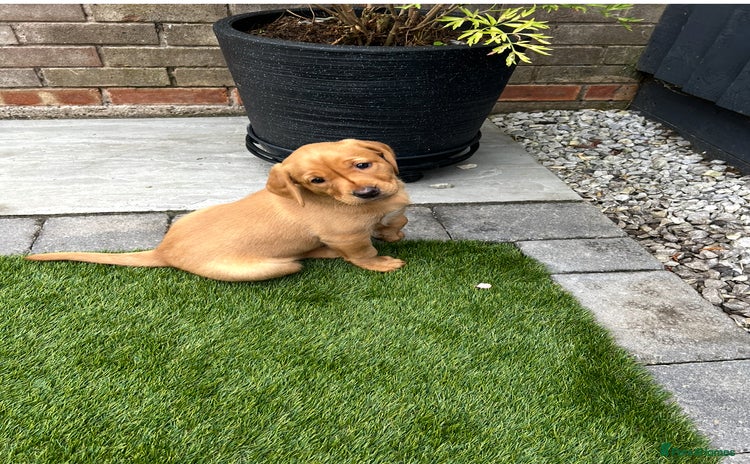 Labrador Retriever dogs - Advert 1