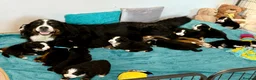 Bernese Mountain Dog dogs for sale: KC Registered Bernese Mountain Dog Puppies - Advert 35
