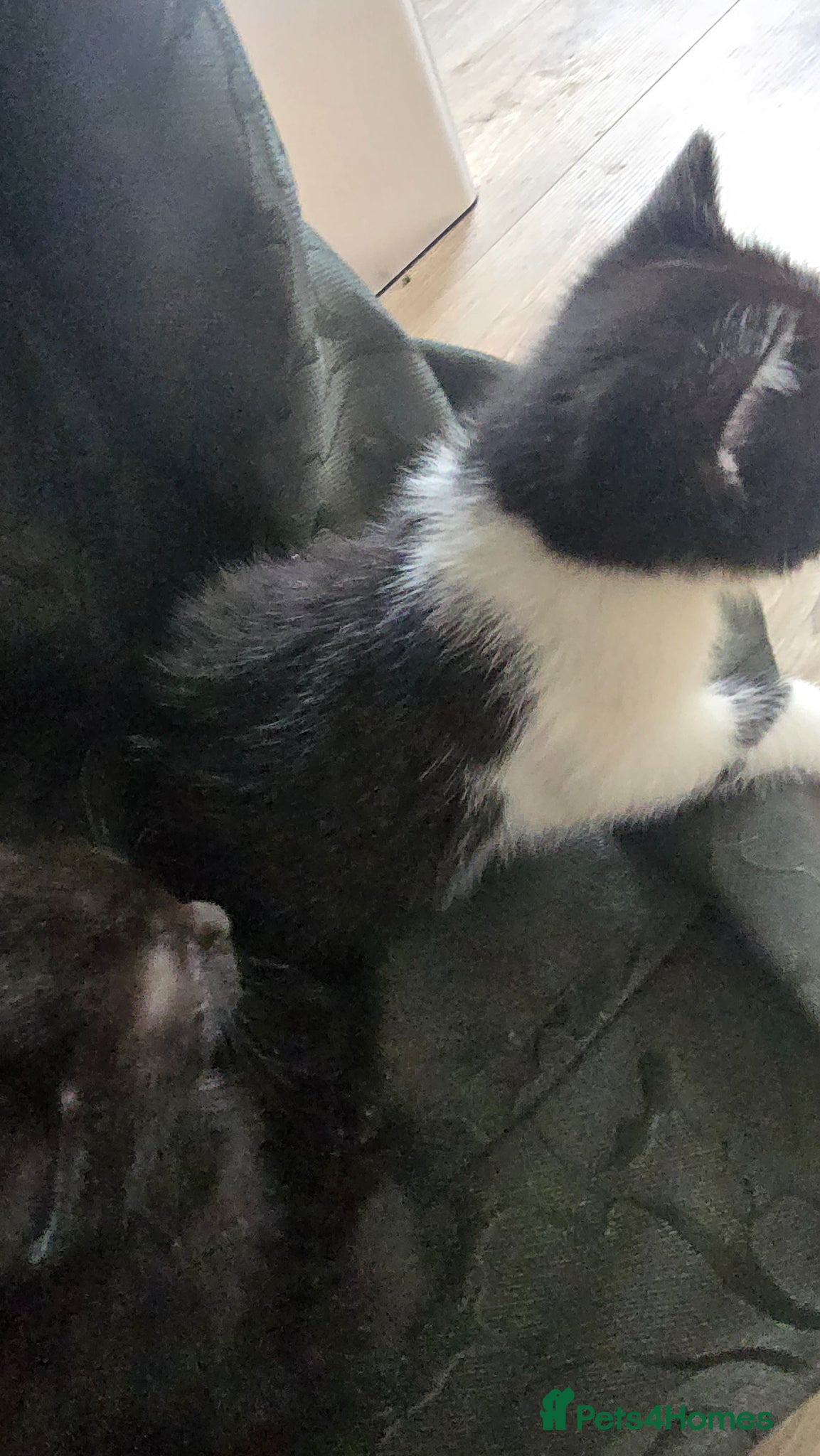 Mixed Breed cats for sale: Lovely 2 girl kittens 😸 😍  - Advert 17