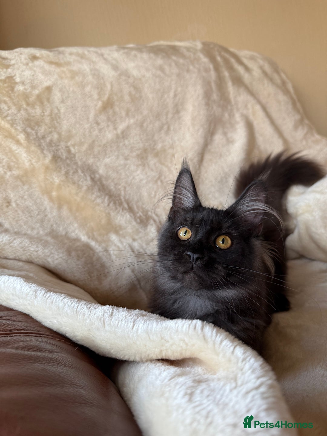 Maine Coon cats for sale: Pedigree GCCF Russian Import line Maine Coons - Advert 30