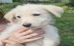 Mixed Breed dogs for sale: F1 Shepadoodle Puppies in Boston - Image 18