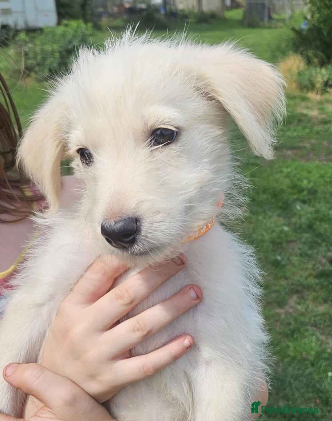 Mixed Breed dogs for sale: F1 Shepadoodle Puppies in Boston - Image 18