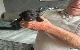Cockapoo dogs for sale: 7 beautiful cockatoo puppies  - Image 22