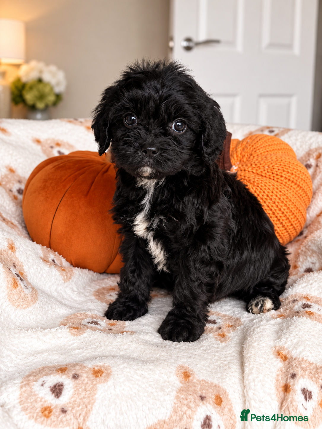 Cavapoo dogs for sale: F1 health tested mini cavapoos  - Advert 2