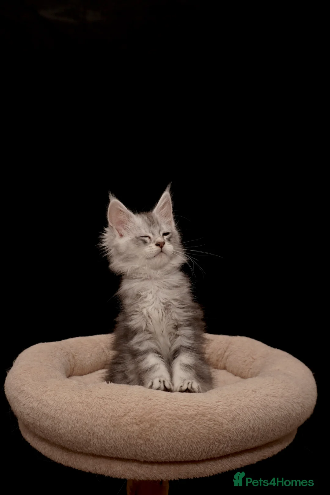 Maine Coon cats for sale: Black Silver classic tabby Mainecoon kittens - Advert 30