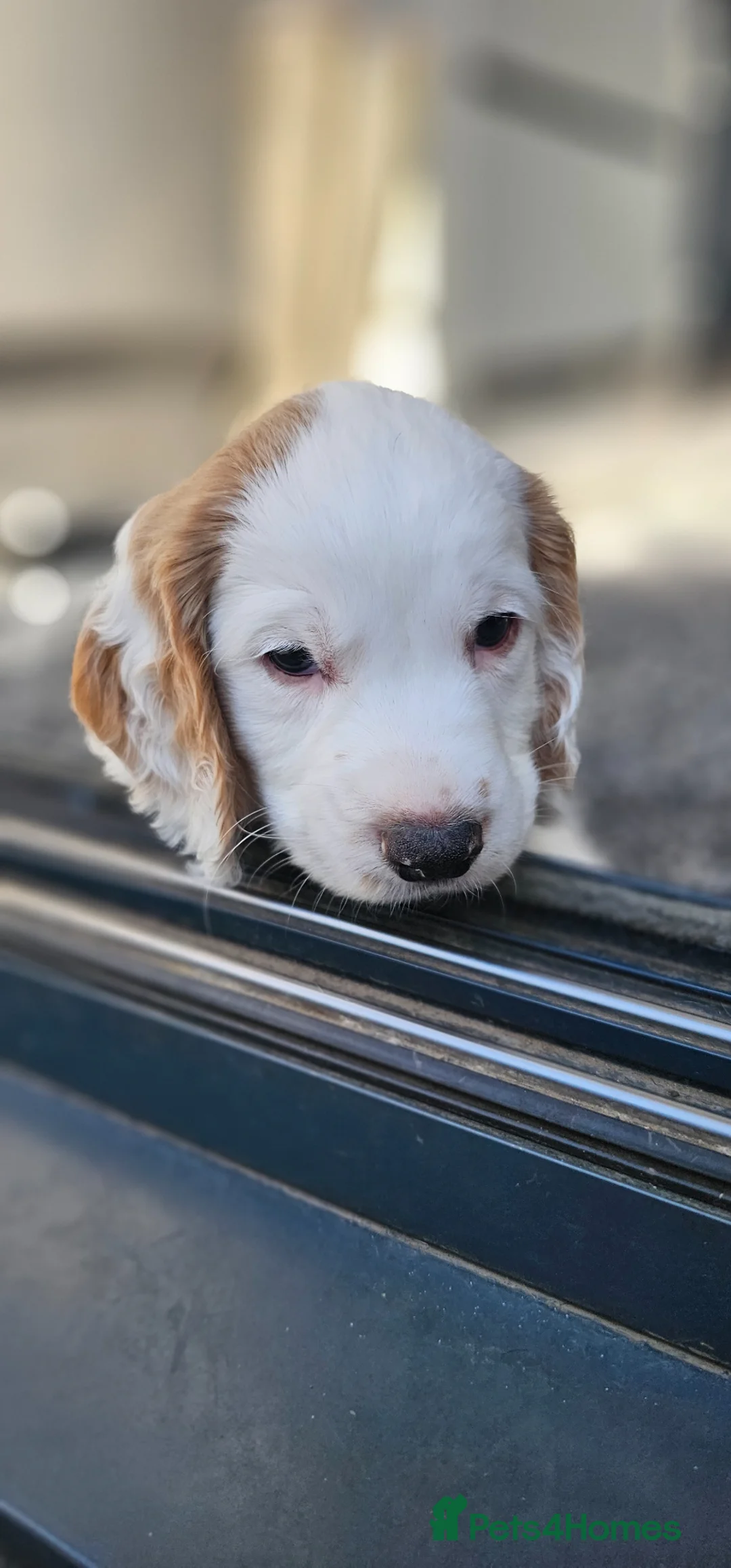 Cocker Spaniel dogs for sale: KC registered working cocker spaniel  - Advert 2