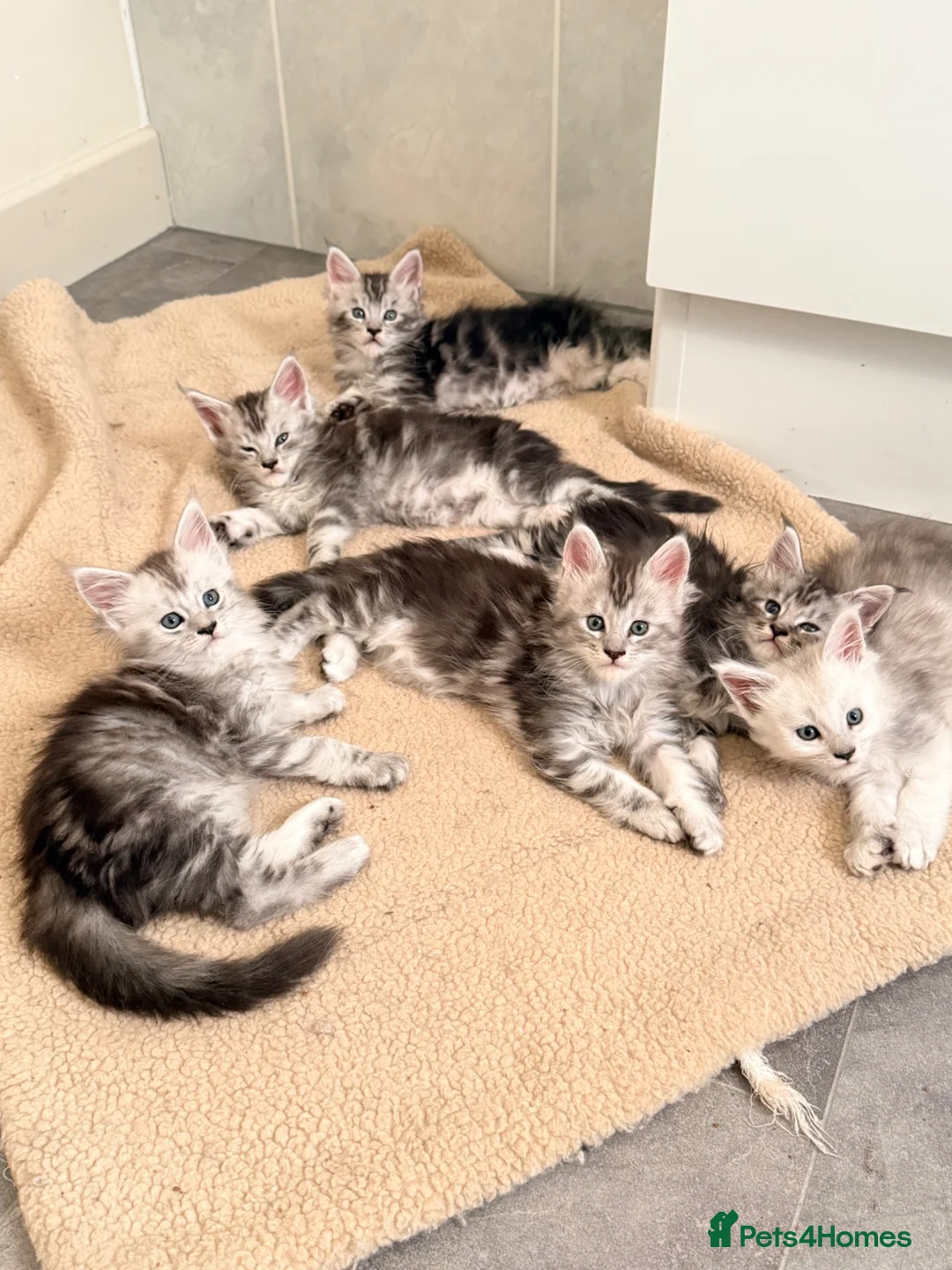 Maine Coon cats for sale: Maine Coon - TICA registered kittens 🐱  - Advert 2