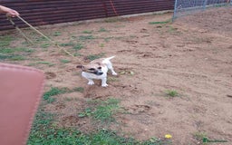 Jack Russell dogs for sale: Loving Jack Bitch needing a new home.  - Image 3