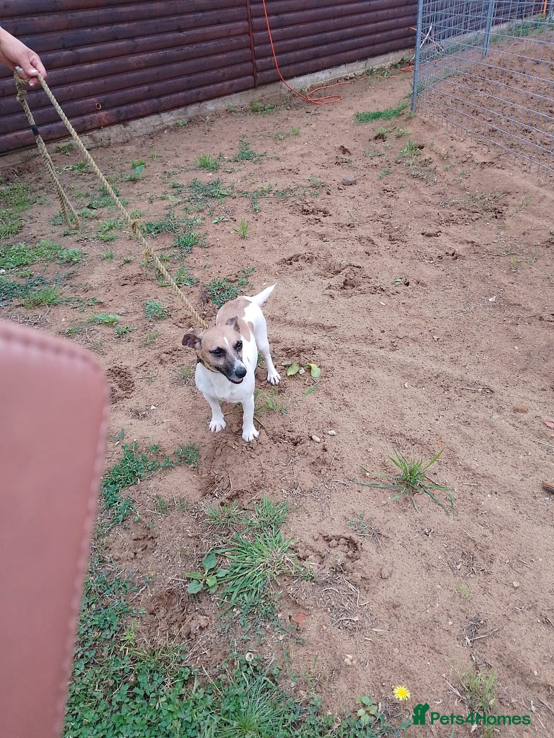 Jack Russell dogs for sale: Loving Jack Bitch needing a new home.  - Image 3