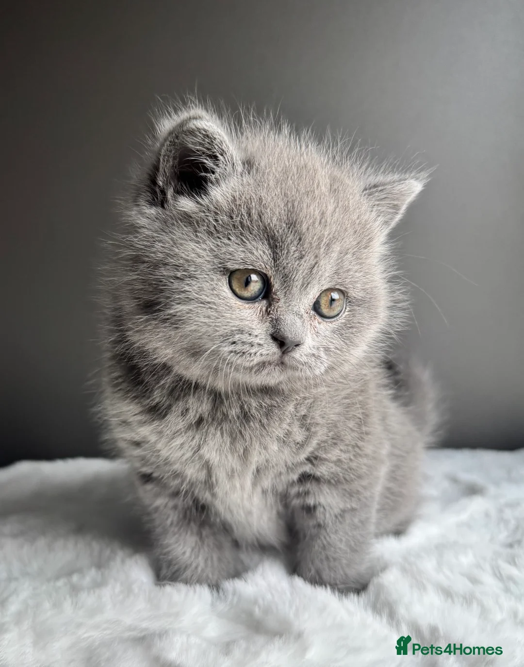 British Shorthair cats for sale: British Shorthair Kittens  - Advert 8
