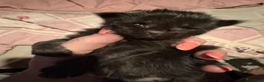 Maine Coon Kitten 6