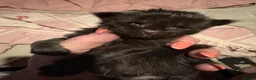 Maine Coon cats for sale: Beautiful Maine coon  kittens  - Advert 12
