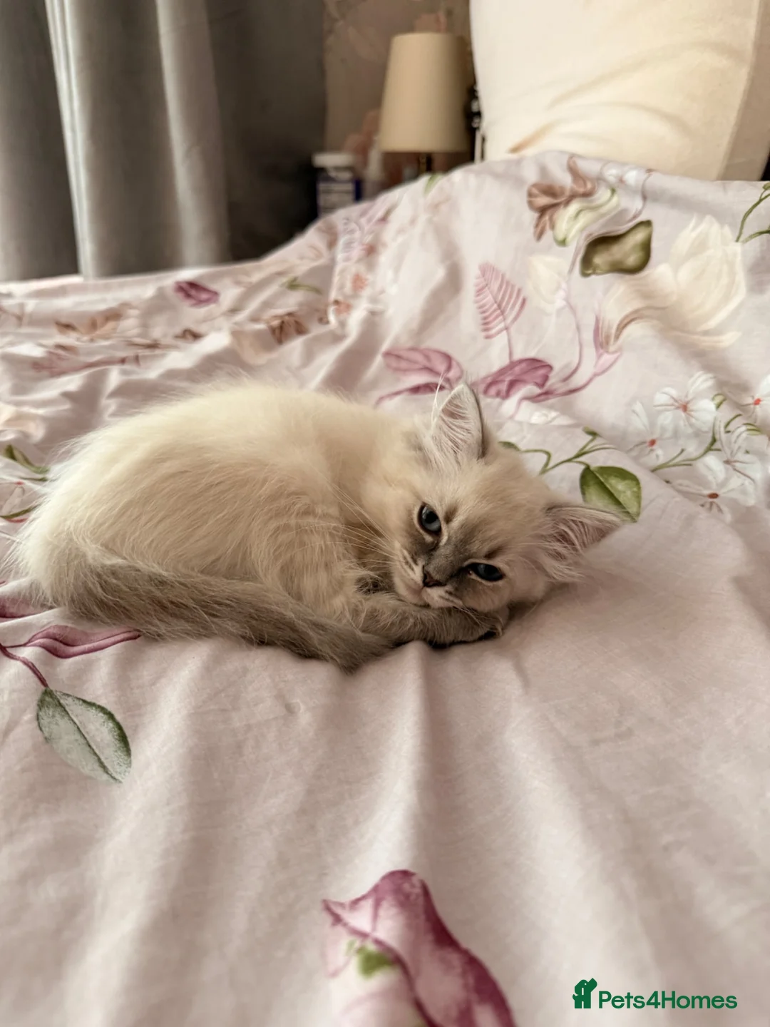 Ragdoll cats for sale: ***Last little girl***ready next week*** - Advert 2