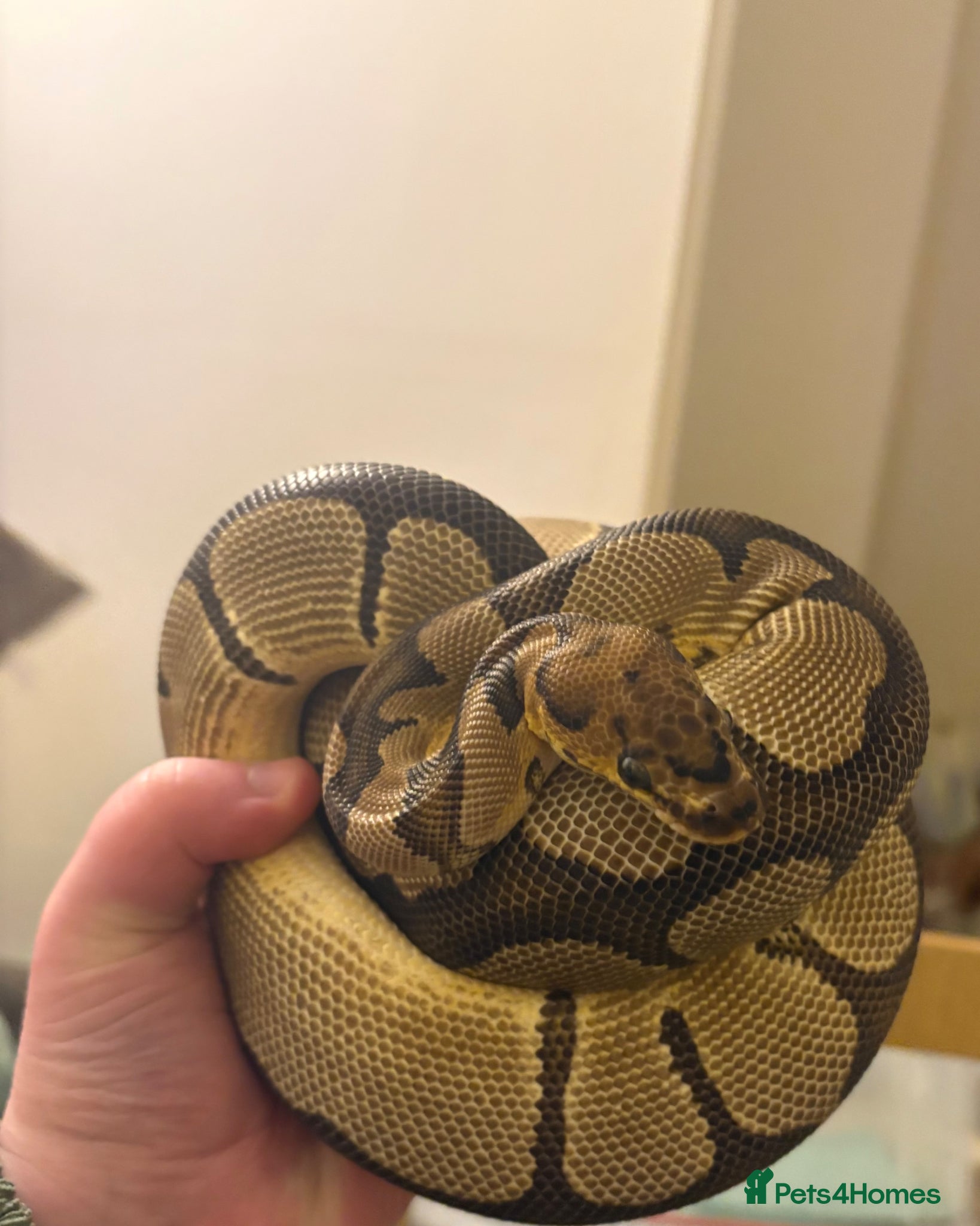Python Snake reptiles for sale: Female Clown Ball Python  in Holywell - Advert 1