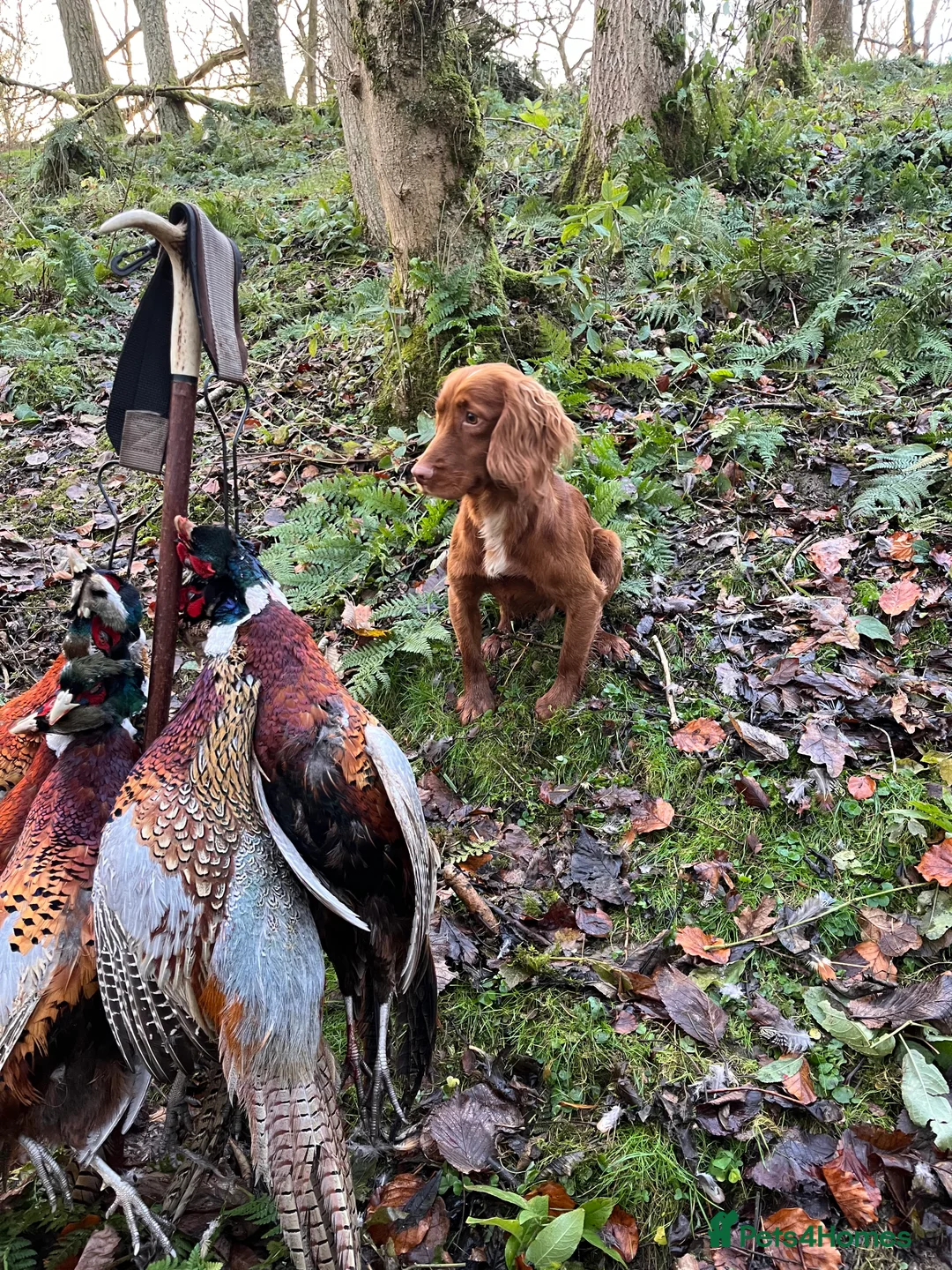 Cocker Spaniel dogs for stud: KC Fully Health Tested Red Working Cocker Spaniel  in Spennymoor - Advert 4