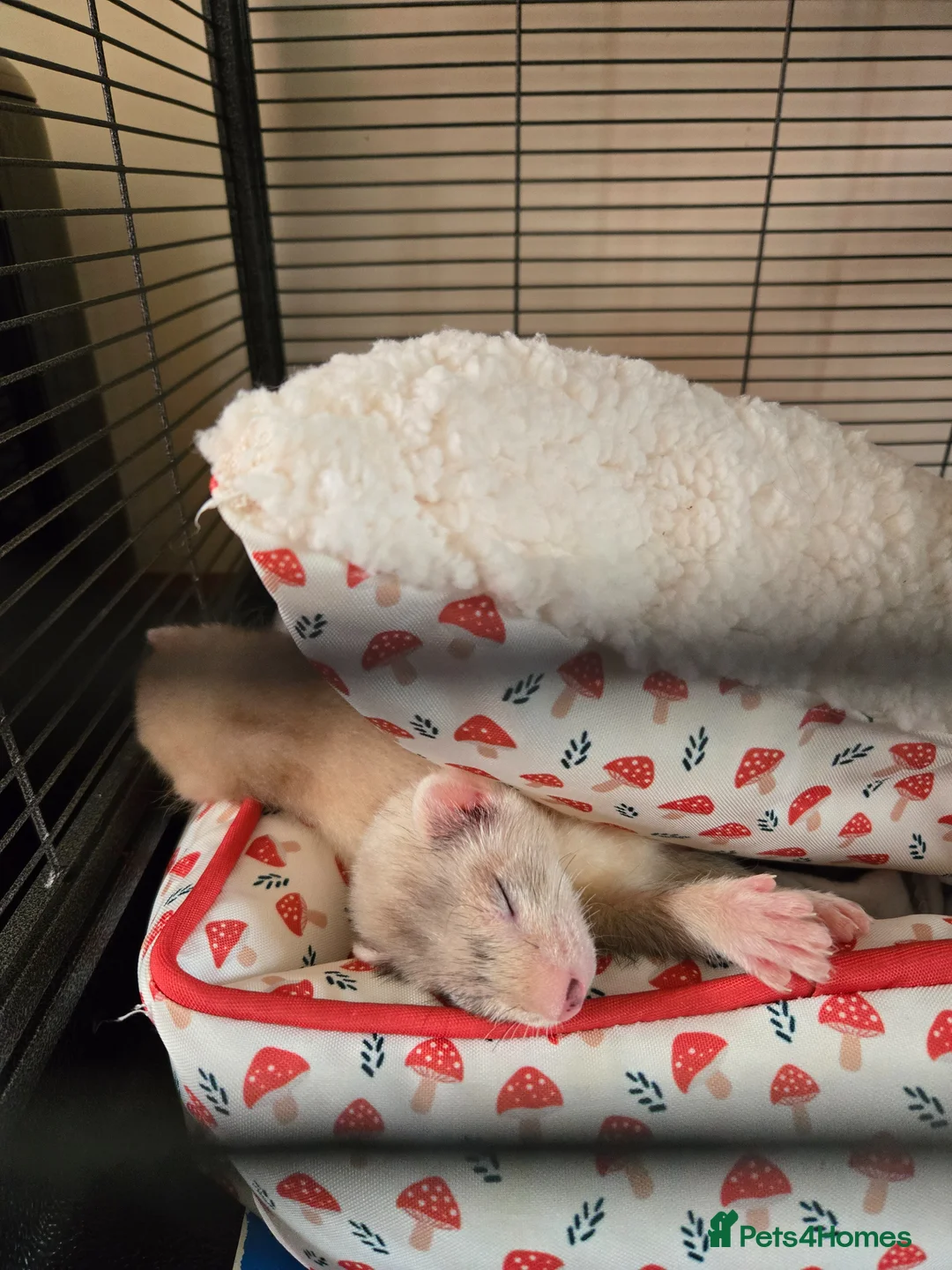 Ferret rodents for sale: Two neutered young hobs in Pencader - Advert 7