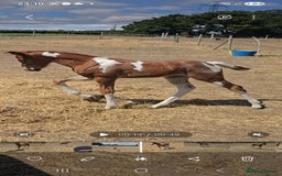 Paint horses for sale: Red Roan Tobiano Filly.   - Image 1