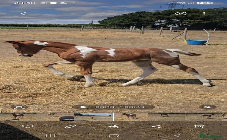 Paint horses - Advert 1