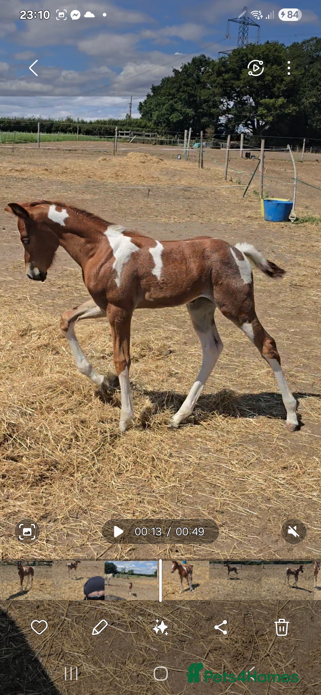 Paint horses for sale: Red Roan Tobiano Filly.   - Image 1