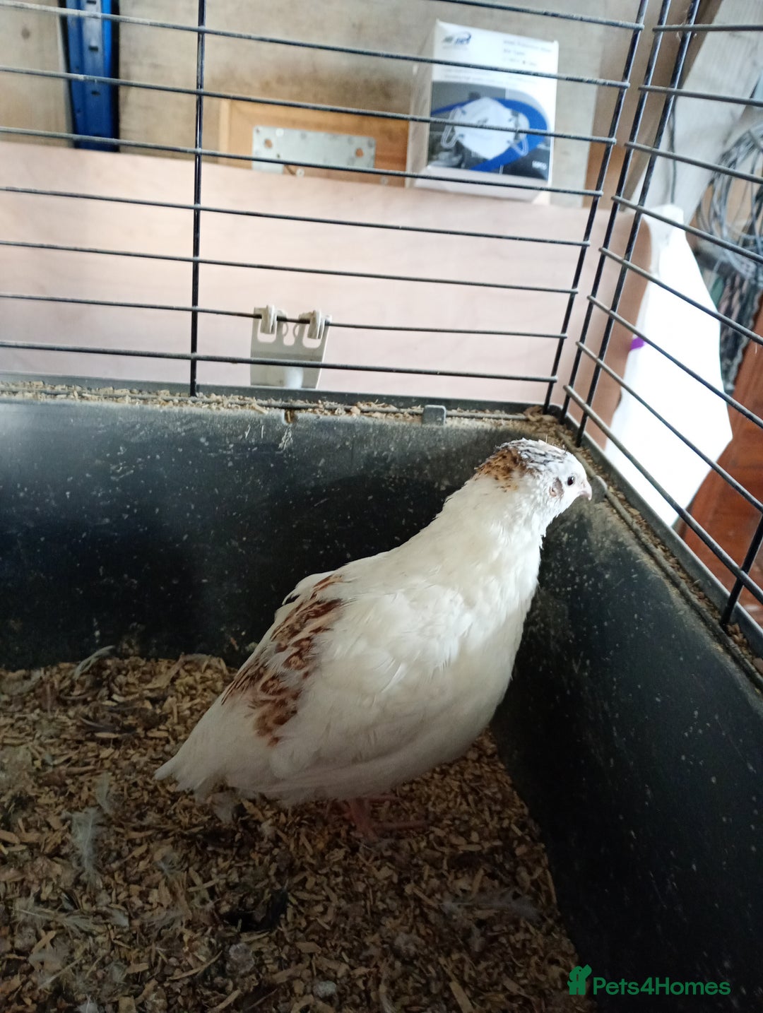 Quail poultry for sale: Quail cockrells 10 week - Image 2