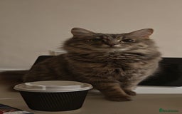 British Longhair cats for sale: 3 kittens ready for new home  - Image 6