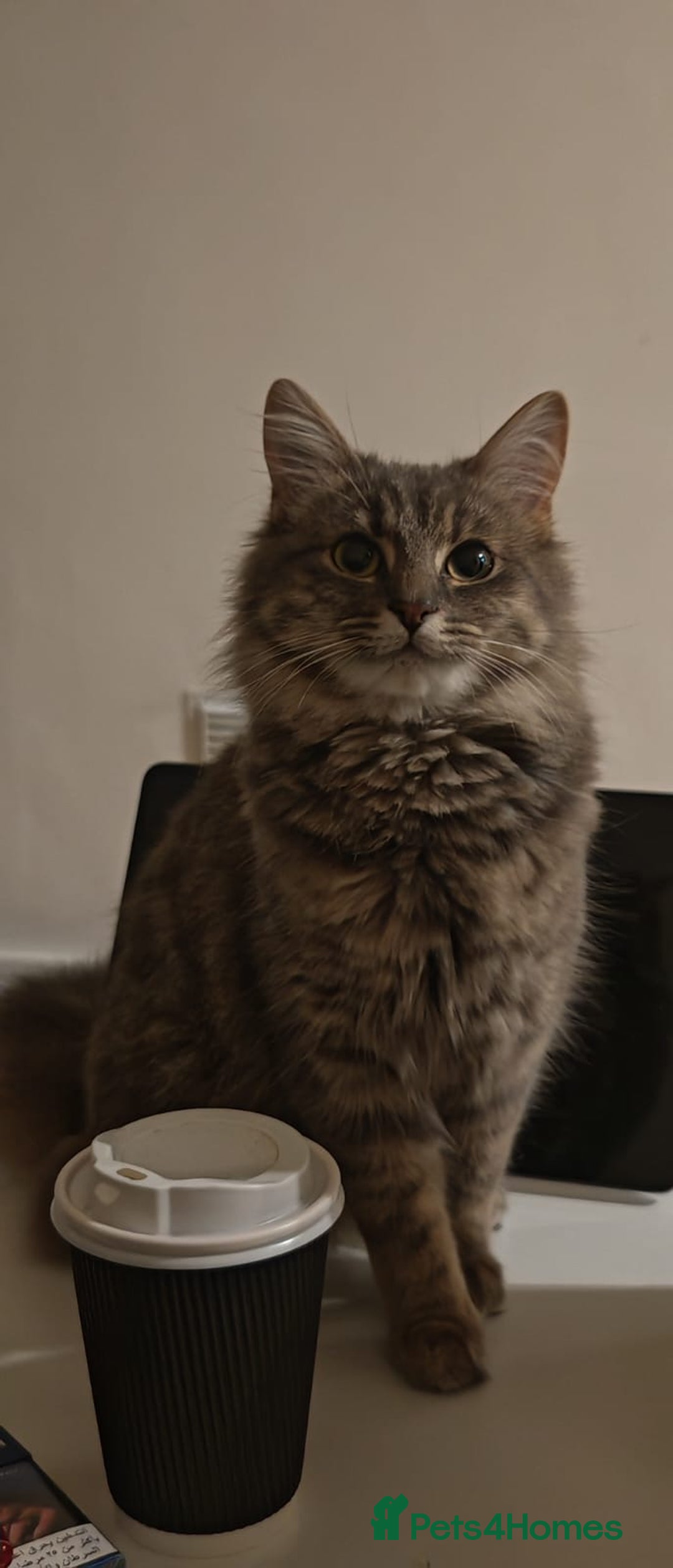British Longhair cats for sale: 3 kittens ready for new home  - Image 6