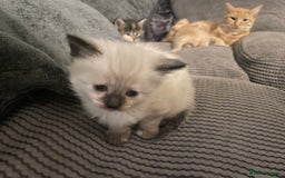 Mixed Breed cats for sale: 3/4 ragdoll kittens available  - Image 3