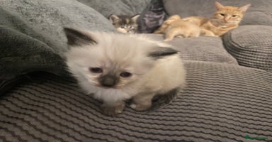 Mixed Breed cats - Advert 8