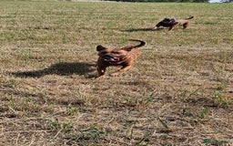 Mixed Breed dogs for sale: Bonnie - Image 2