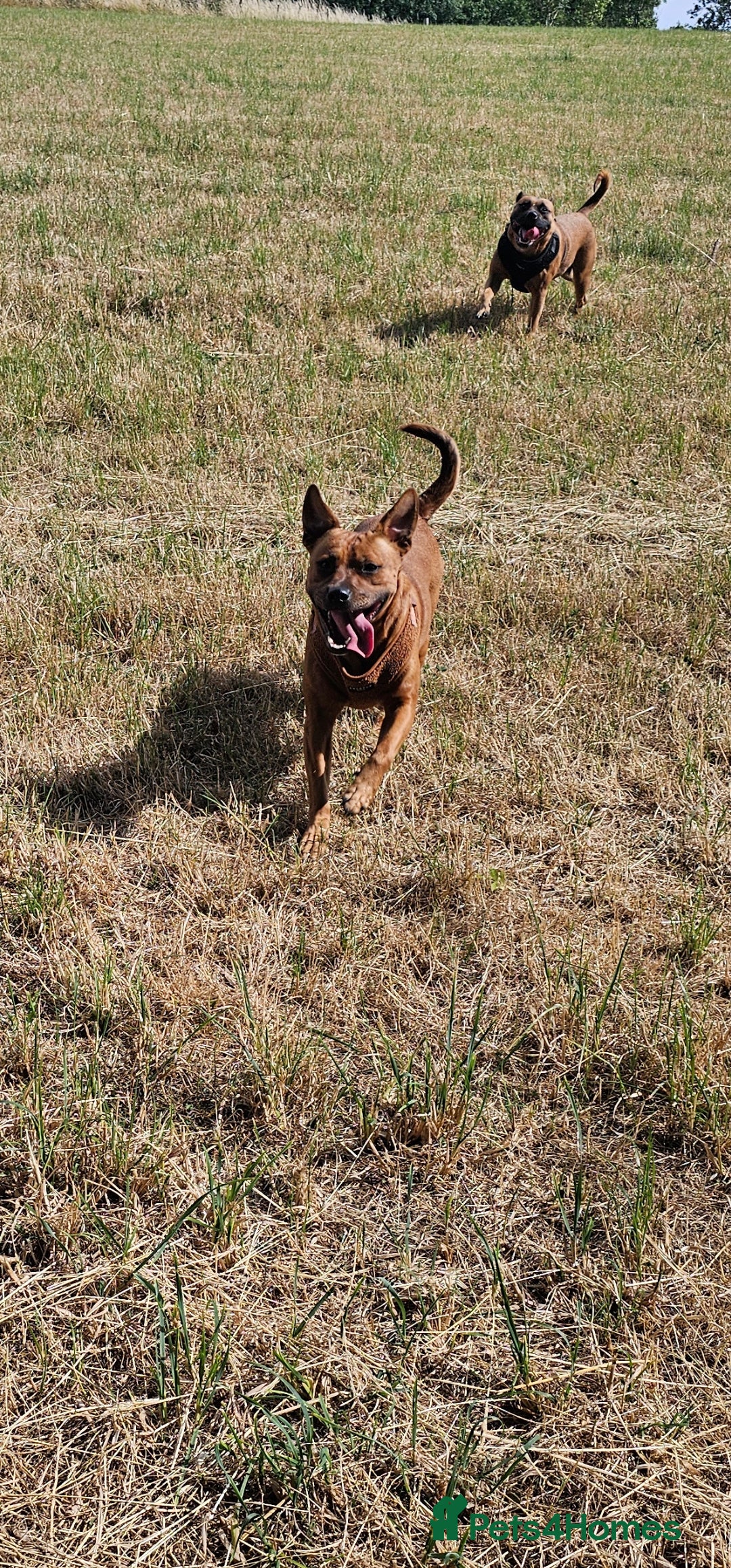 Mixed Breed dogs for sale: Bonnie - Image 2