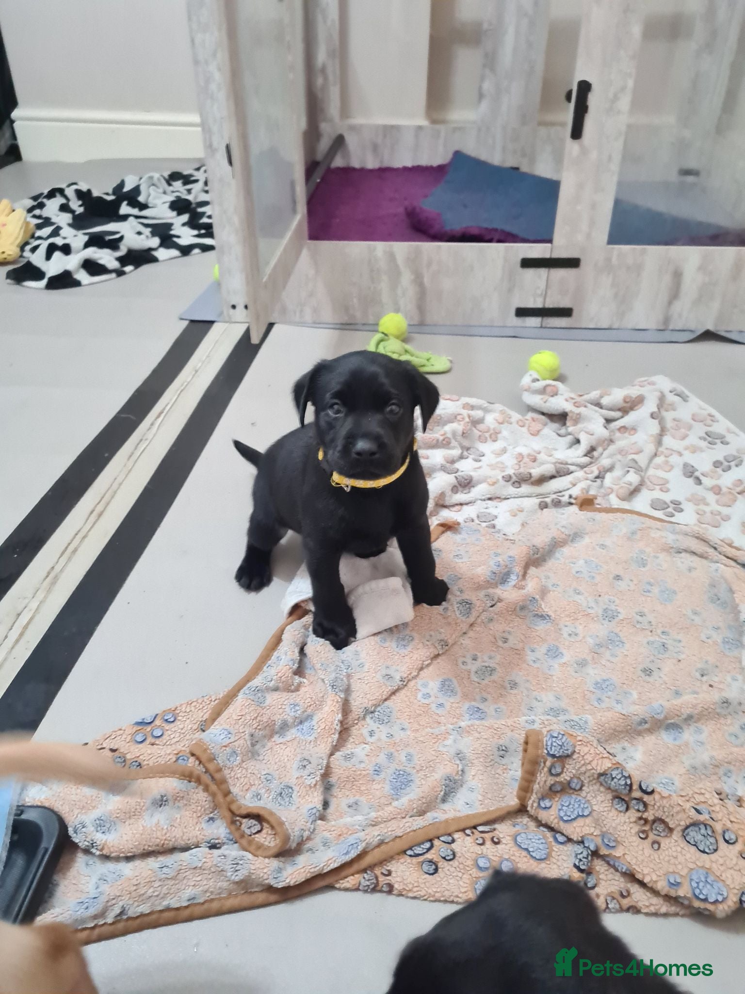 Labrador Retriever dogs Black & deep yellow/red KC Labrador Puppies - Advert 6